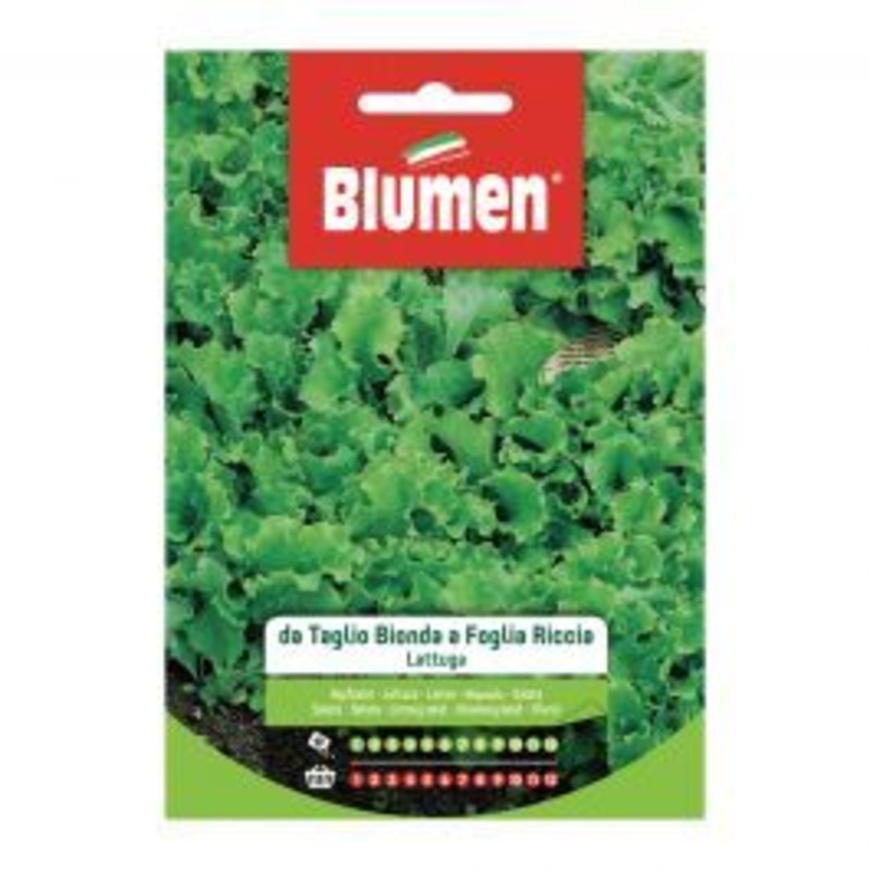 BLOND CUT CURLY LEAF LETTUCE