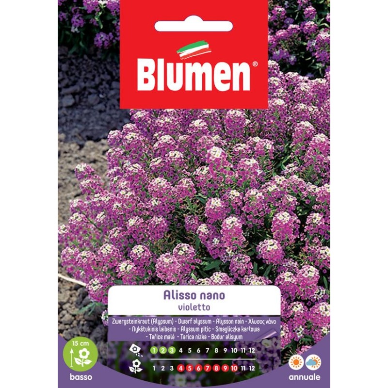 EV DWARF VIOLET ALYSSUM