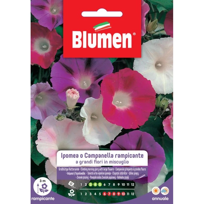 HYPOMEA BELLS.RAMPIC. MIX