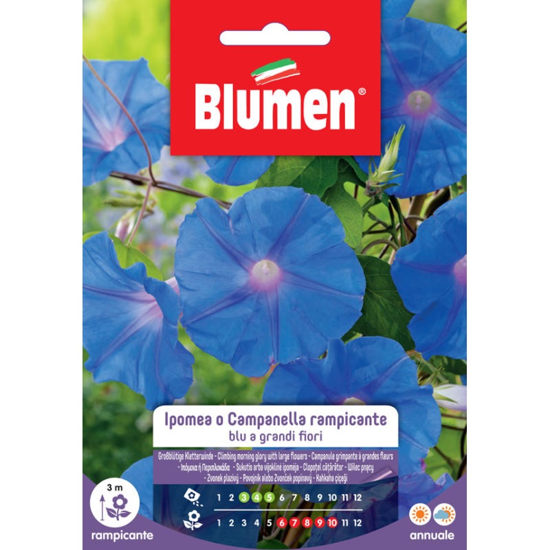 IPOMEA BELL RAMP.BLUE