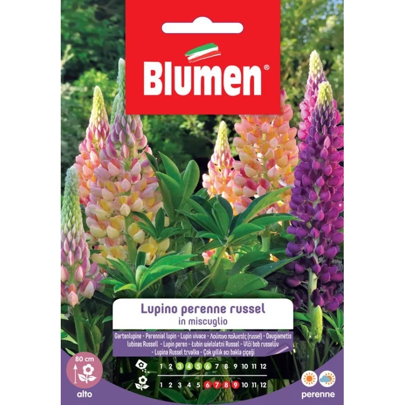 LUPINE RUSSEL MIX
