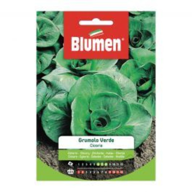 GREEN GRUMOLO CHICORY