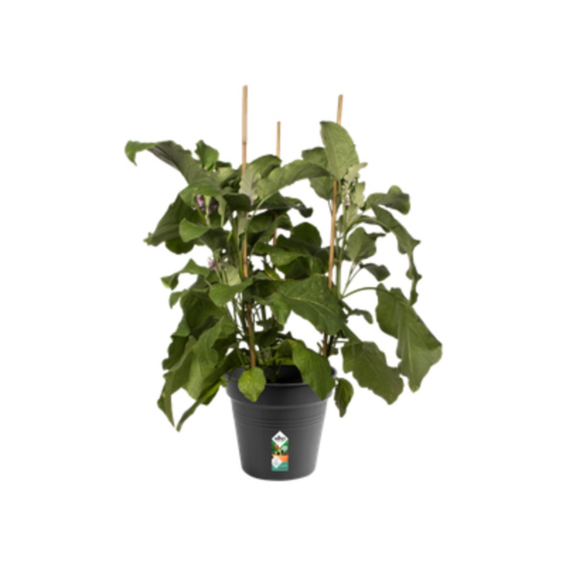 BASIC VASE 21CM BLACK LIVING