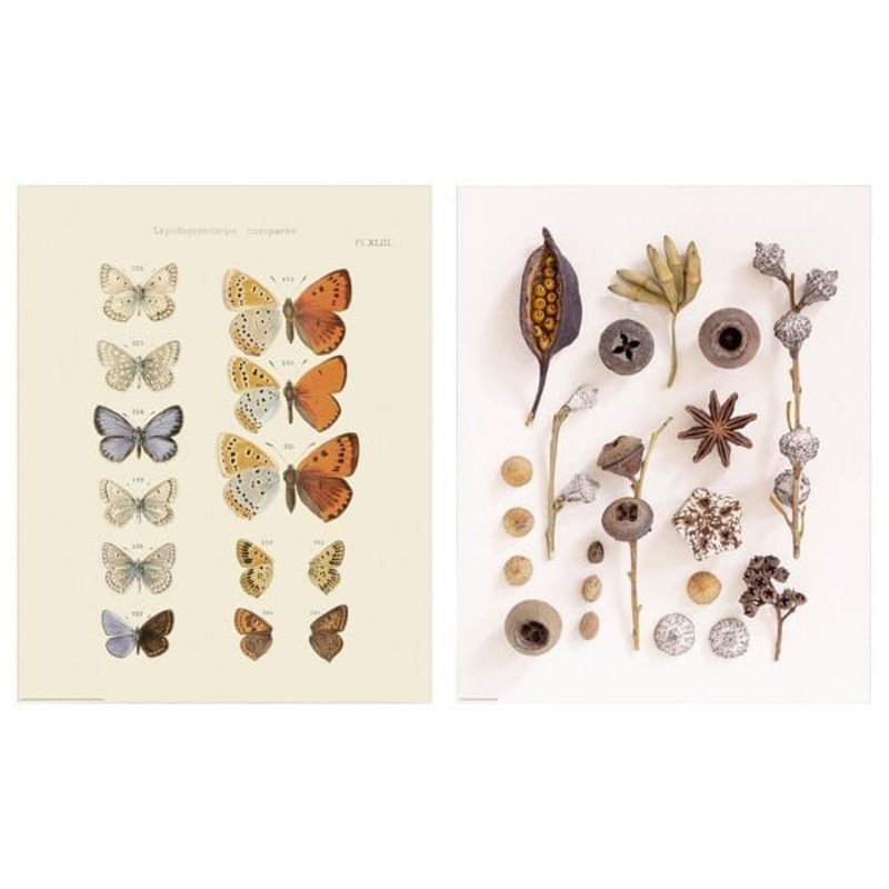 BILD poster, butterfly and seed collection